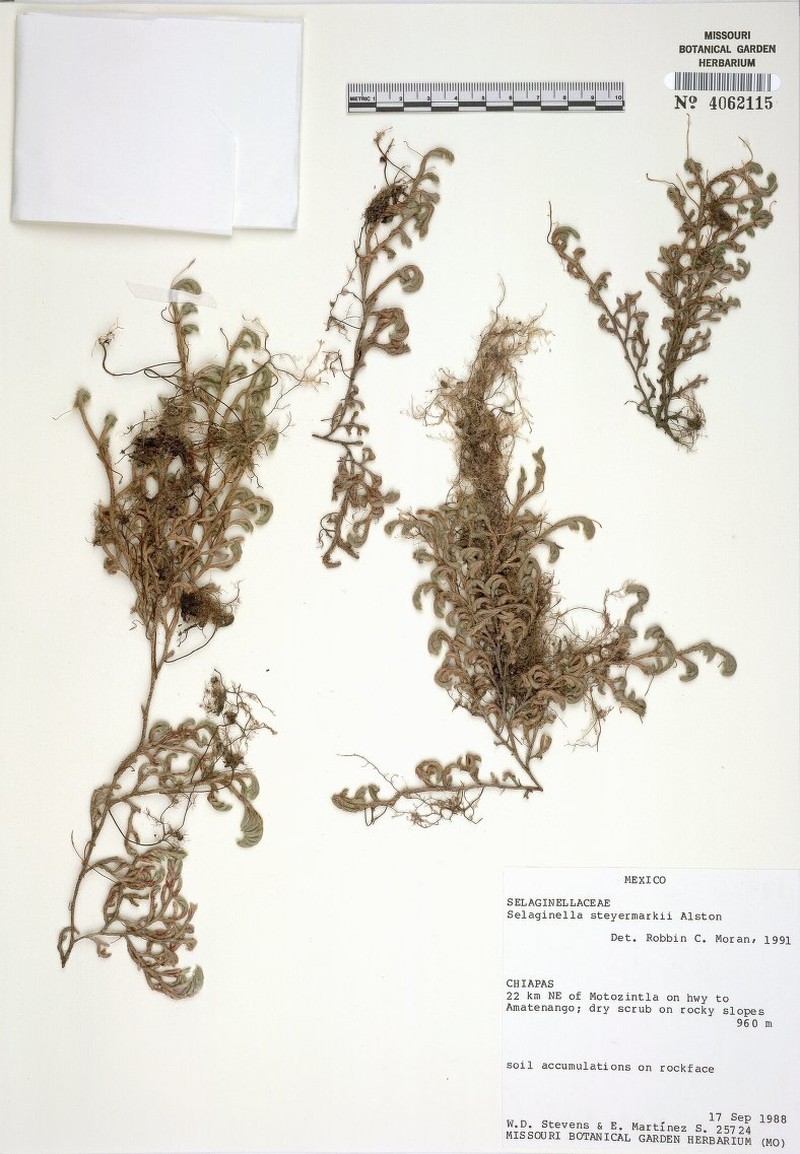 Selaginella steyermarkii photo 3