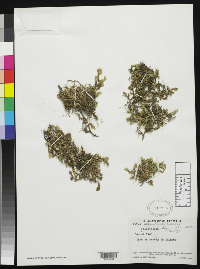 Selaginella steyermarkii
