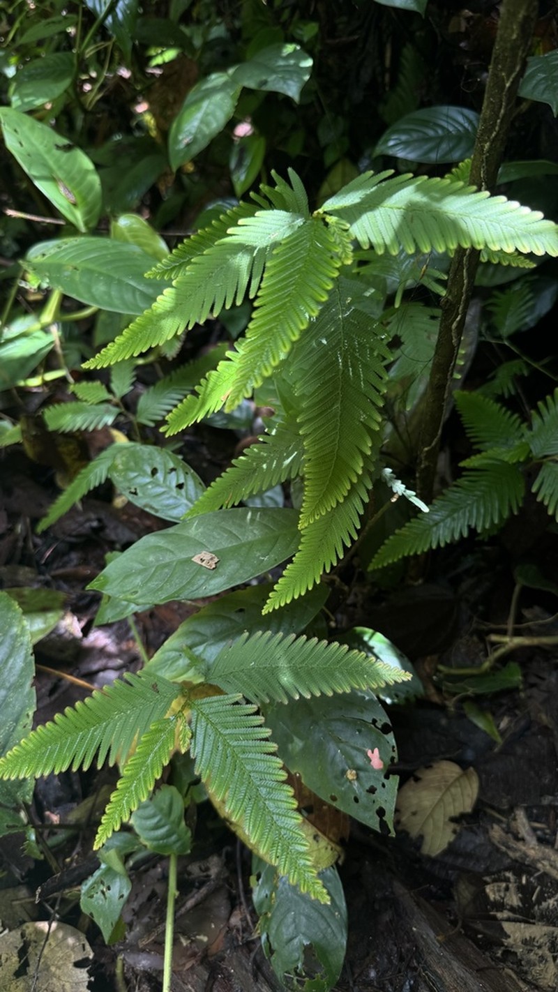 Selaginella stipulata