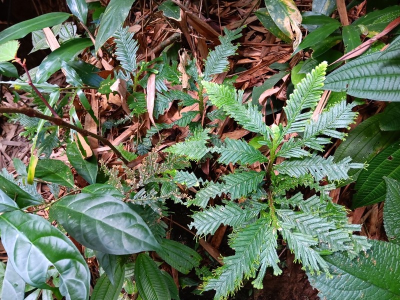 Selaginella stipulata photo 2