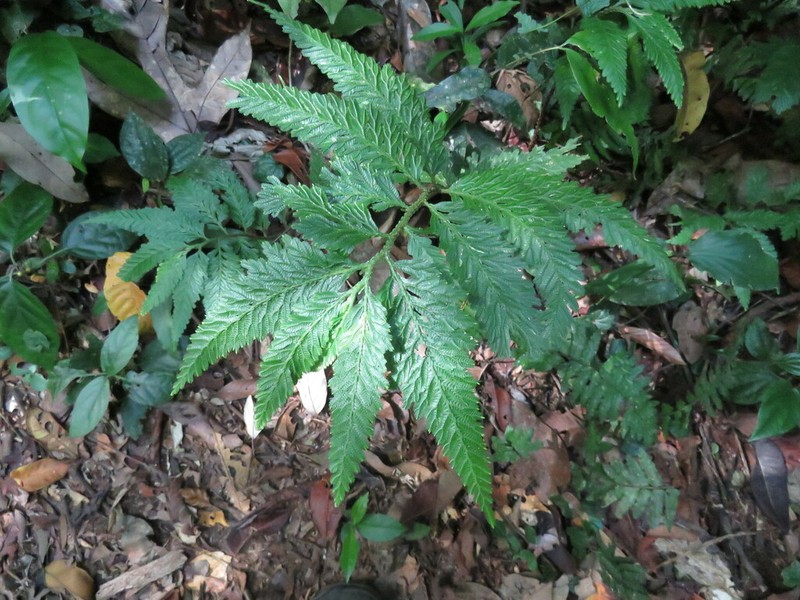 Selaginella stipulata photo 3
