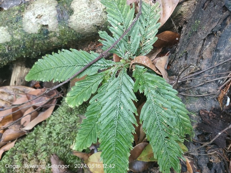 Selaginella stipulata photo 4