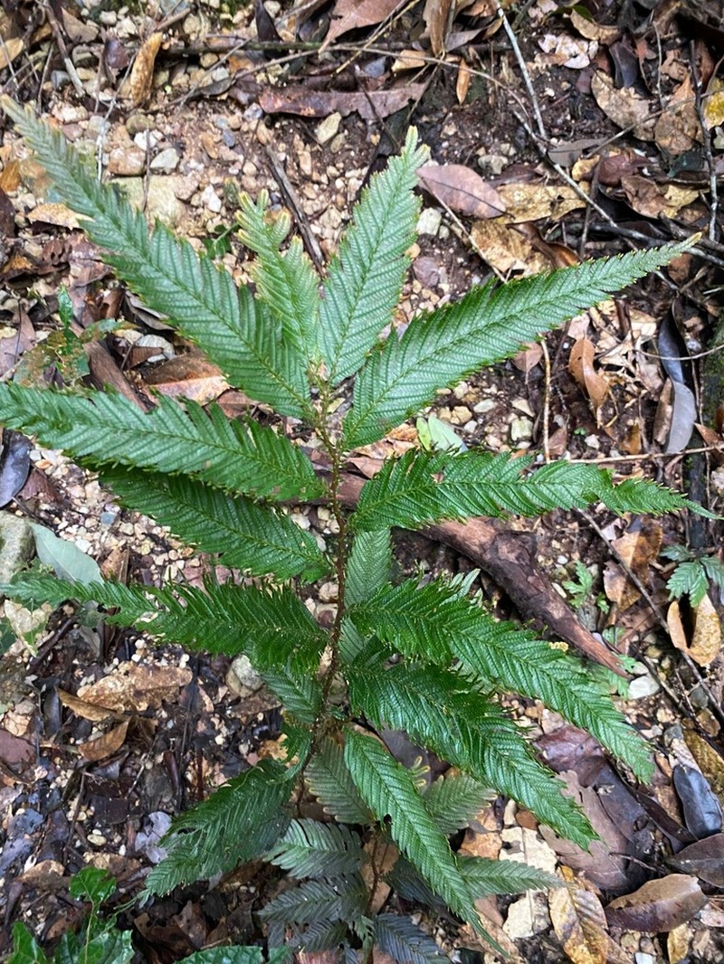 Selaginella stipulata photo 5