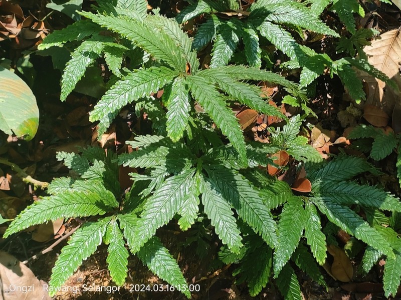 Selaginella stipulata photo 6