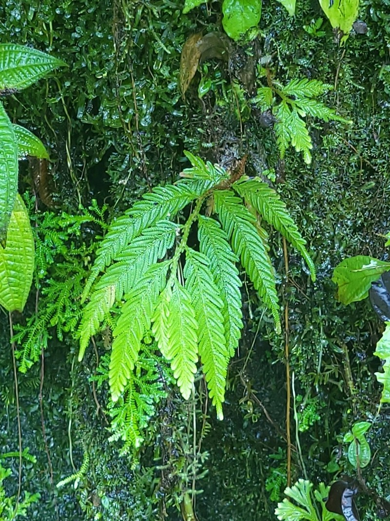 Selaginella stipulata photo 7