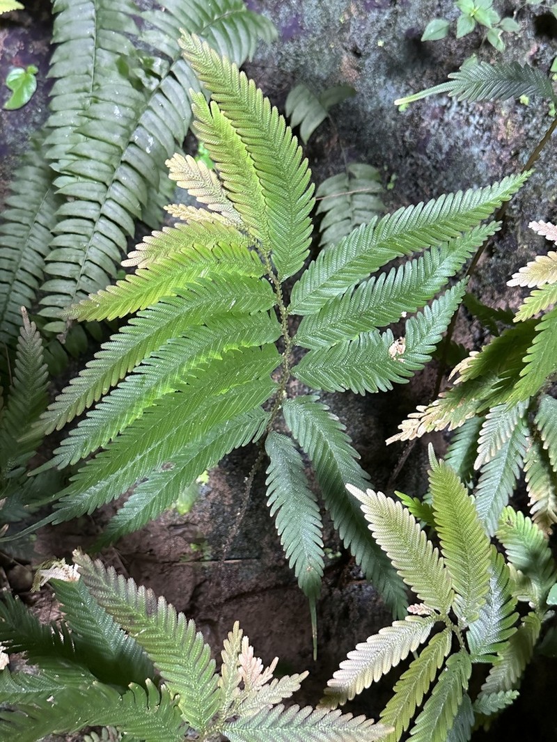 Selaginella stipulata photo 8