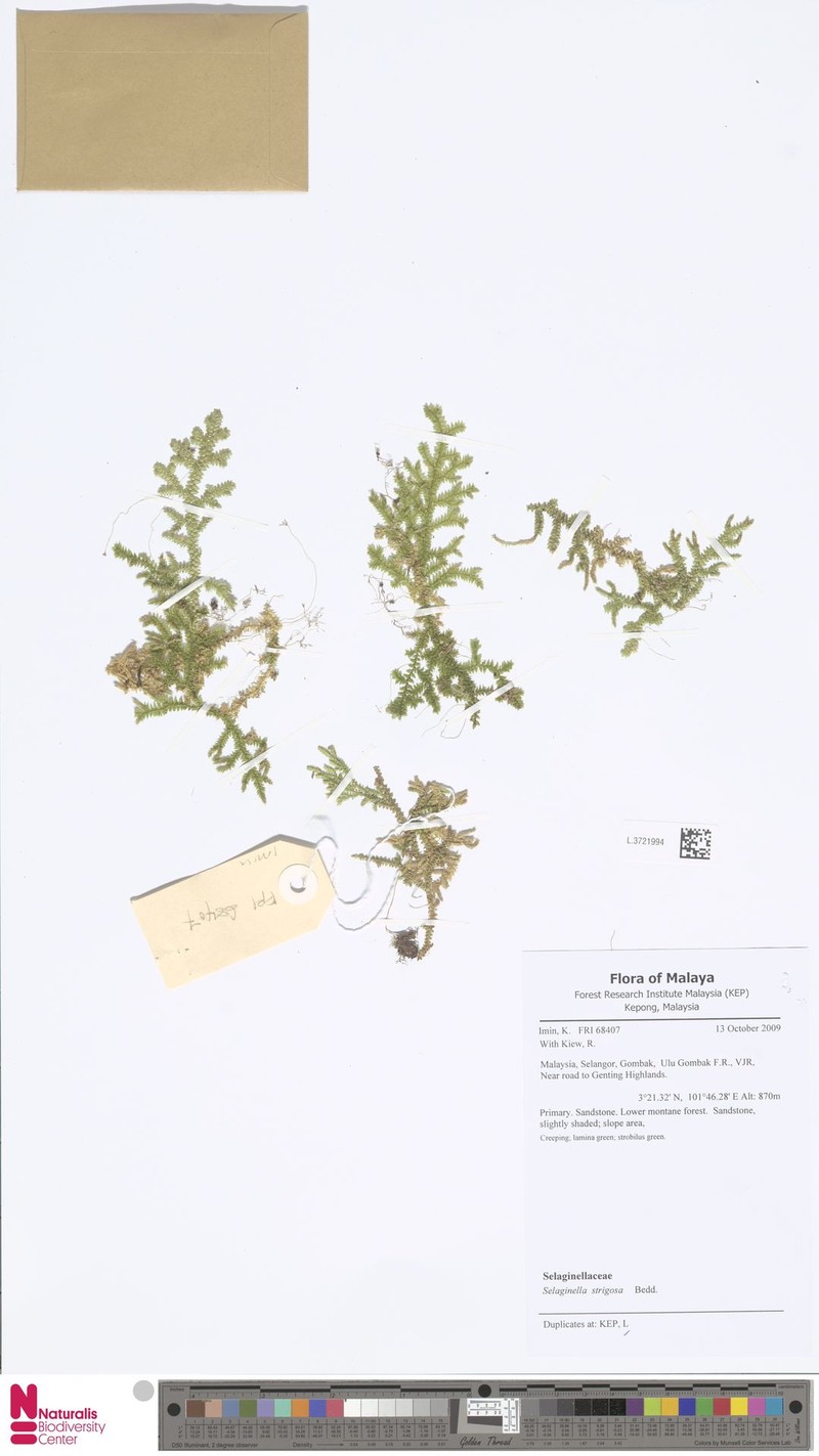 Selaginella strigosa