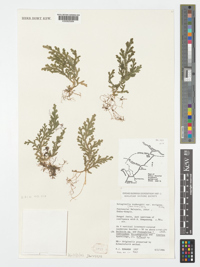 Selaginella strigosa photo 2