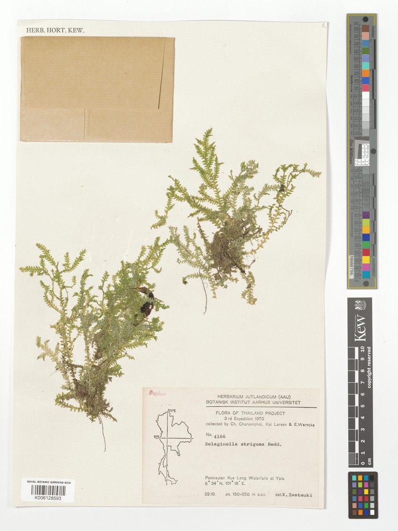 Selaginella strigosa photo 3