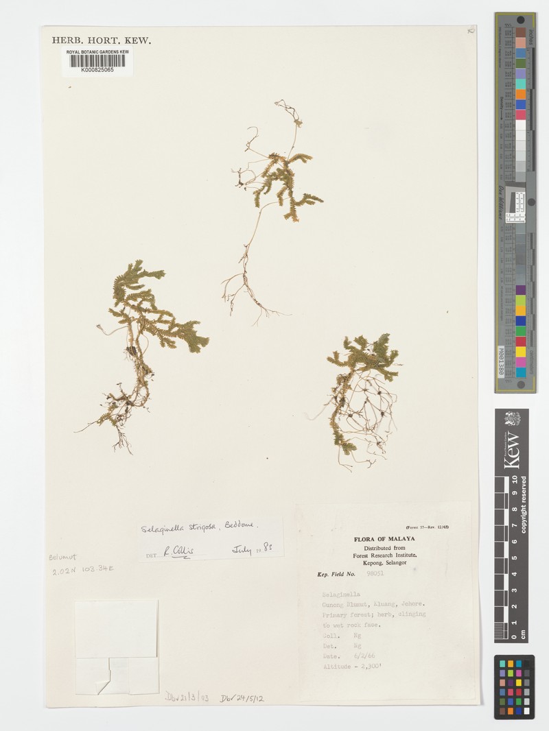 Selaginella strigosa photo 4