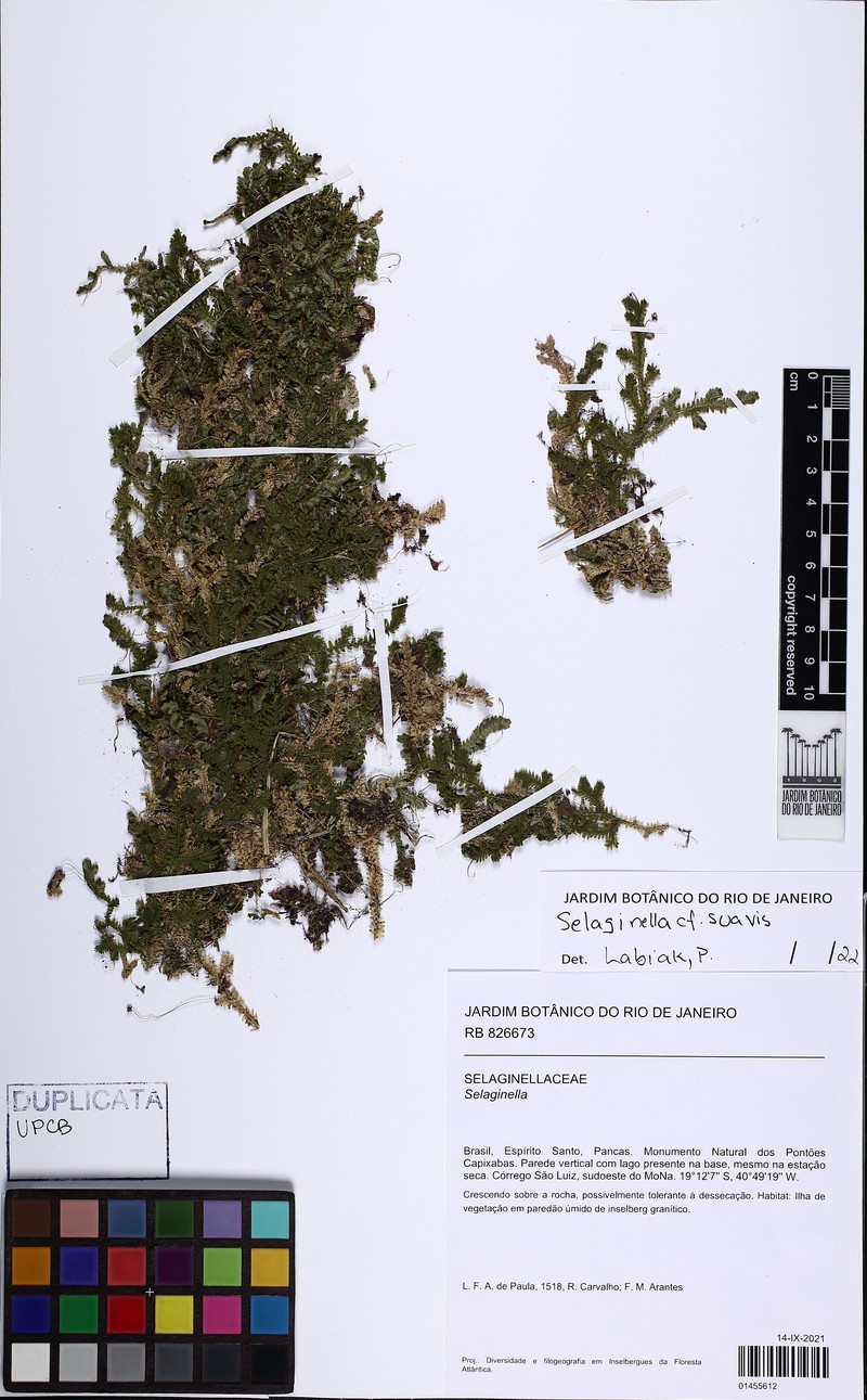 Selaginella suavis