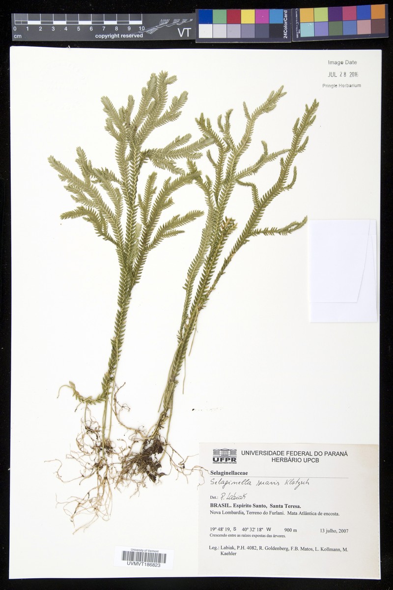 Selaginella suavis photo 2