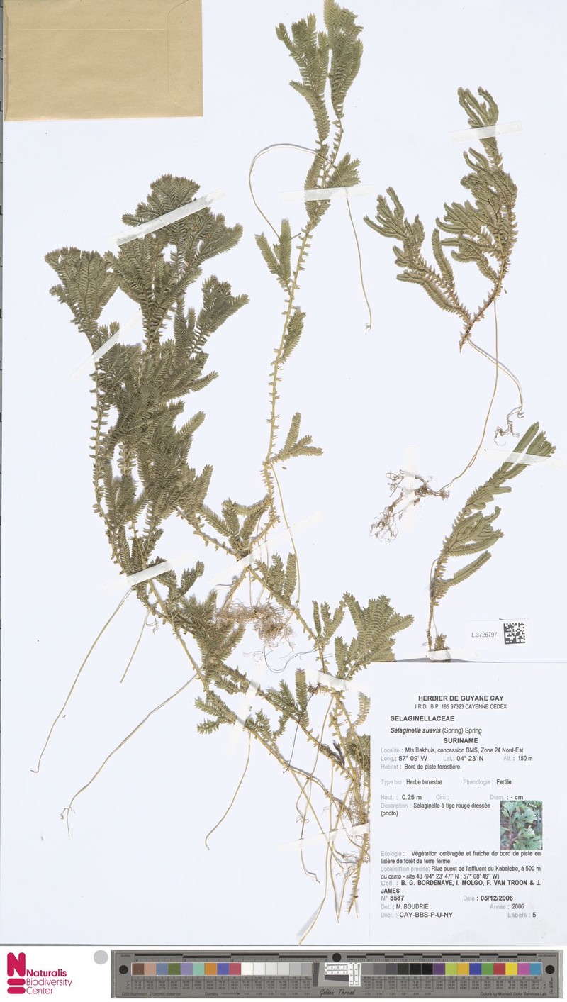 Selaginella suavis photo 3