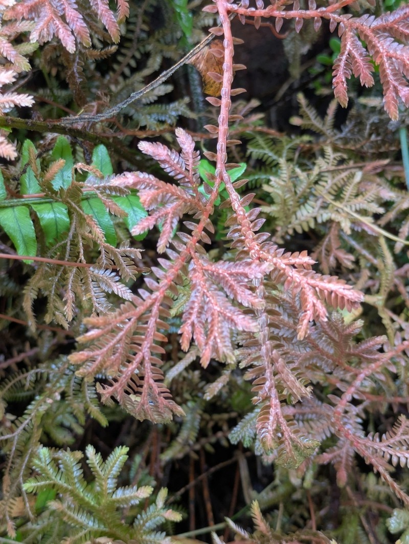 Selaginella subalpina