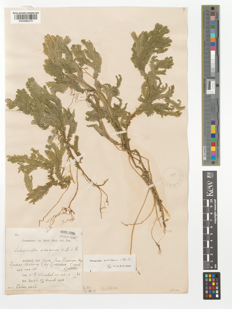 Selaginella subalpina photo 2