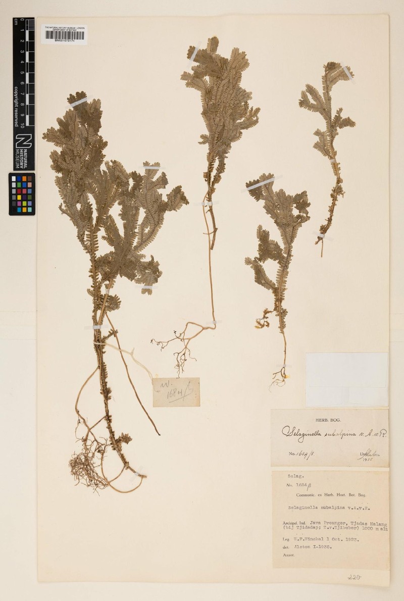 Selaginella subalpina photo 3