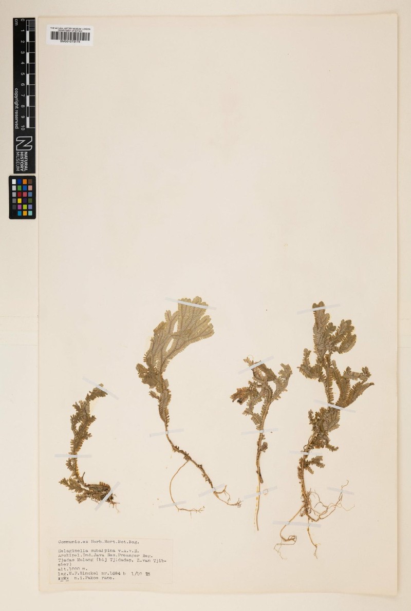 Selaginella subalpina photo 4
