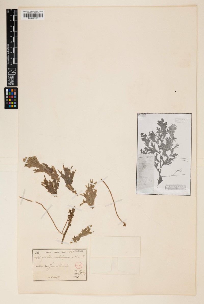 Selaginella subalpina photo 5