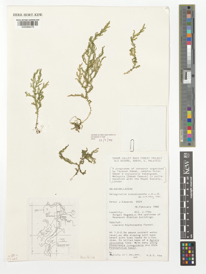 Selaginella subcalcarata