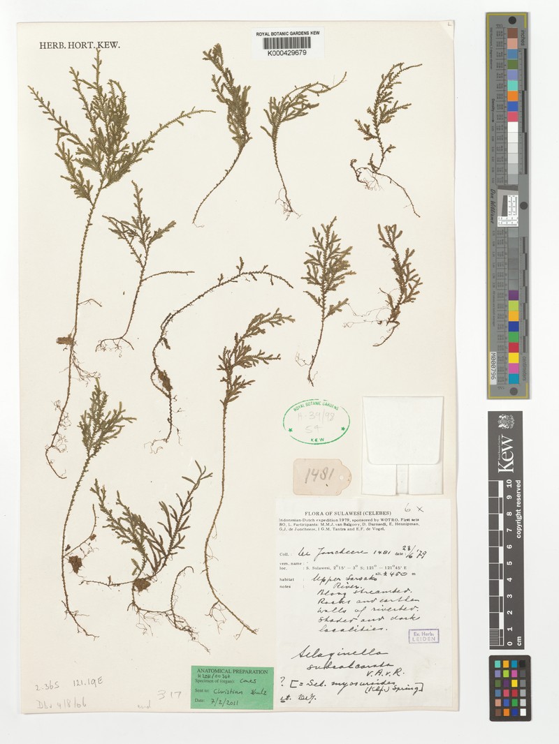Selaginella subcalcarata photo 2