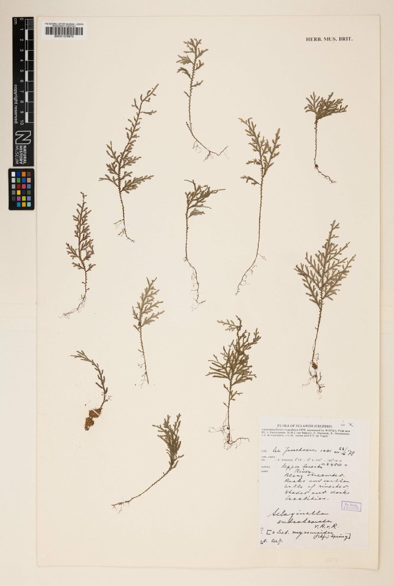 Selaginella subcalcarata photo 3