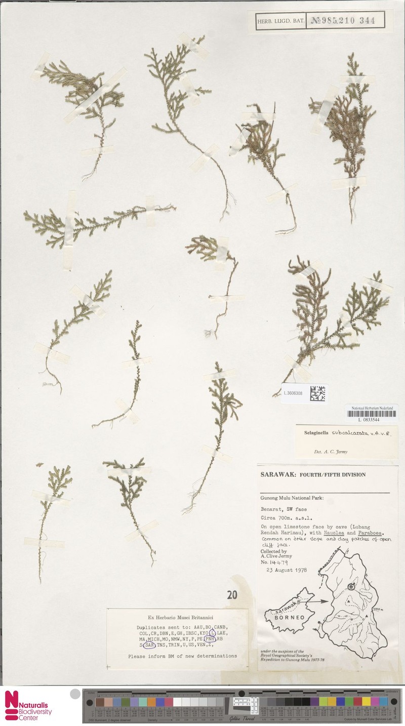 Selaginella subcalcarata photo 4