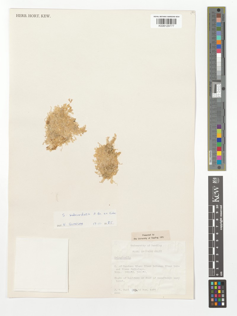 Selaginella subcordata photo 2