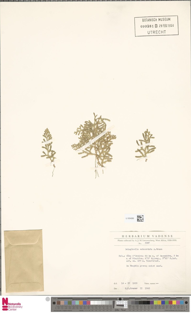 Selaginella subcordata photo 3