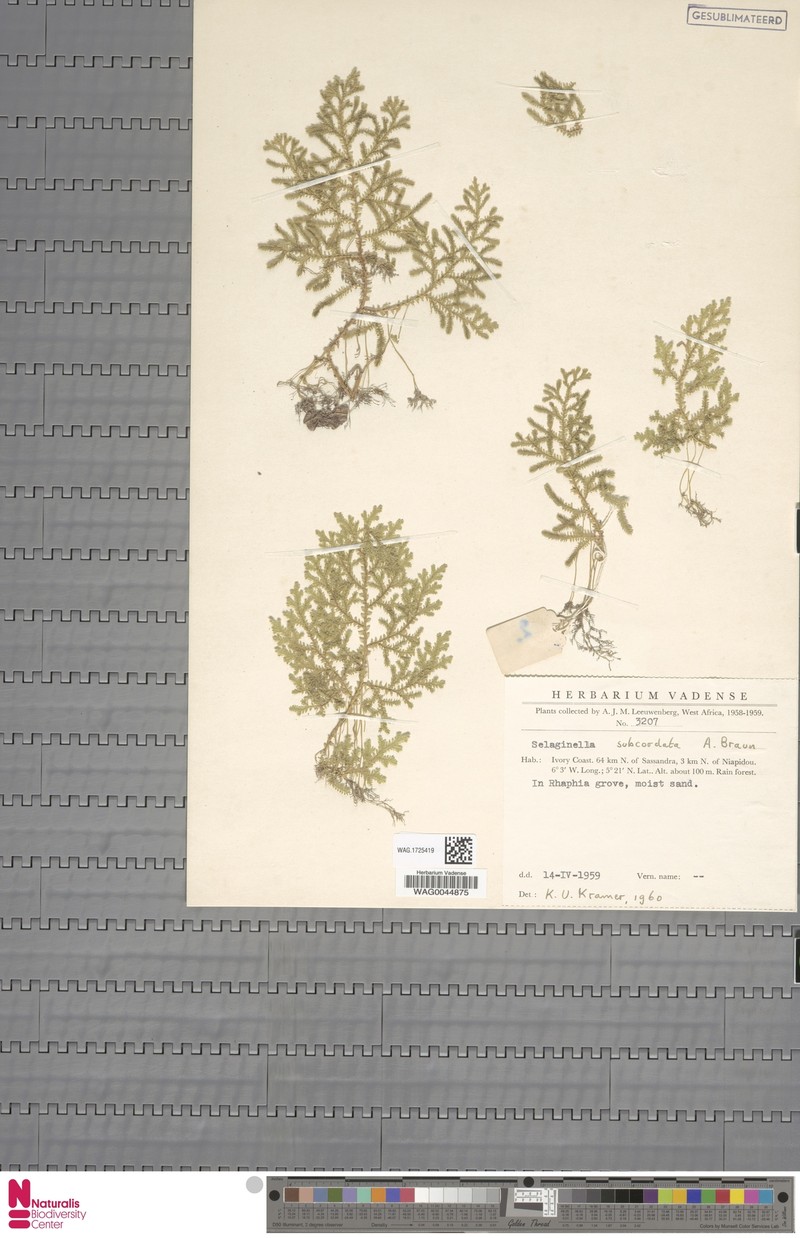 Selaginella subcordata photo 4