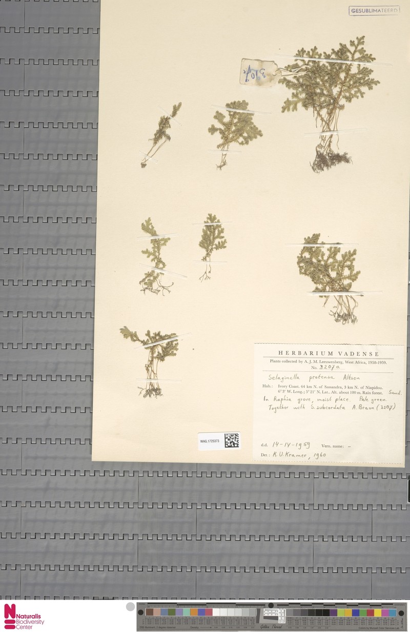 Selaginella subcordata photo 5