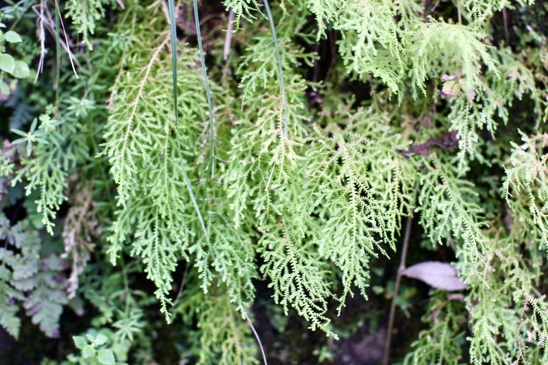 Selaginella subdiaphana