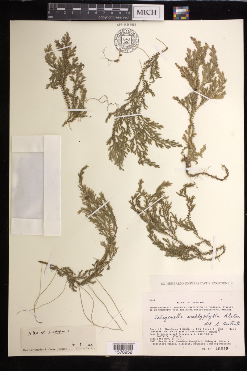 Selaginella subdiaphana photo 3