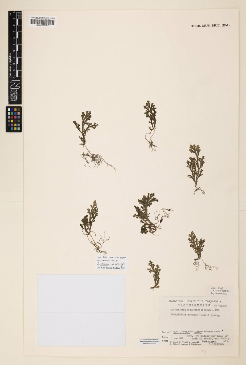 Selaginella subdiaphana photo 4