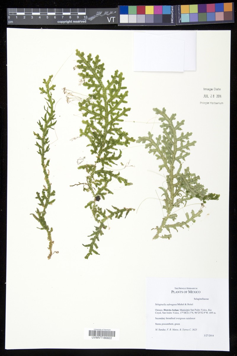 Selaginella subrugosa photo 2