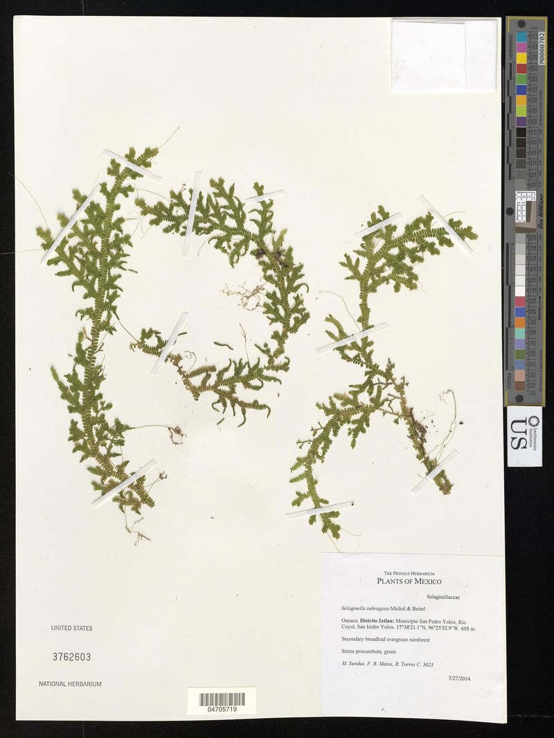 Selaginella subrugosa photo 3