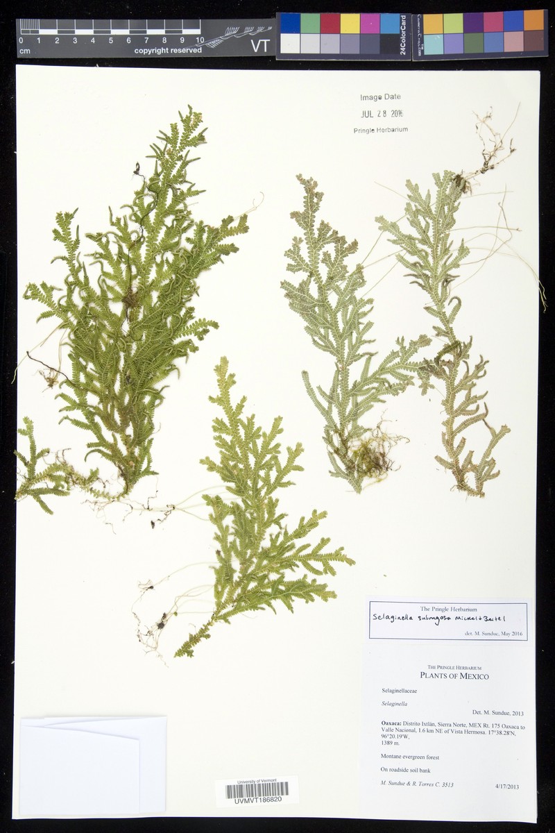Selaginella subrugosa photo 4