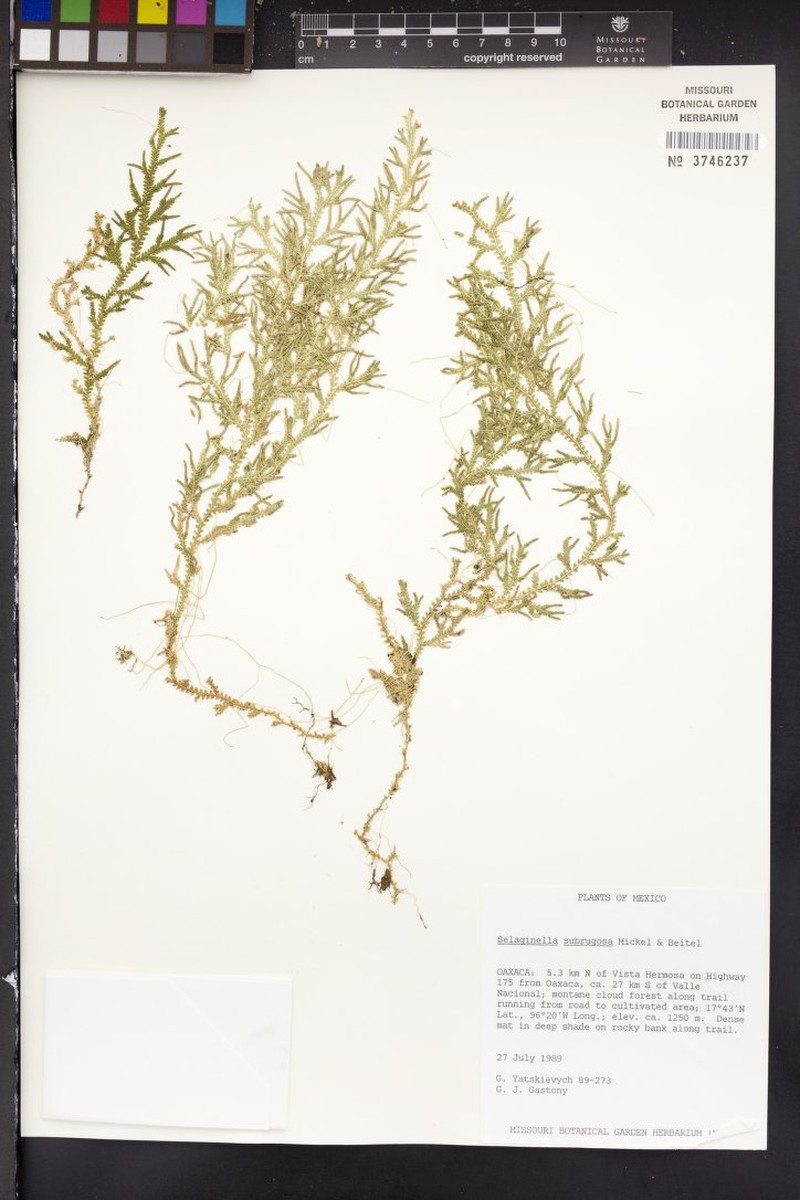 Selaginella subrugosa photo 5