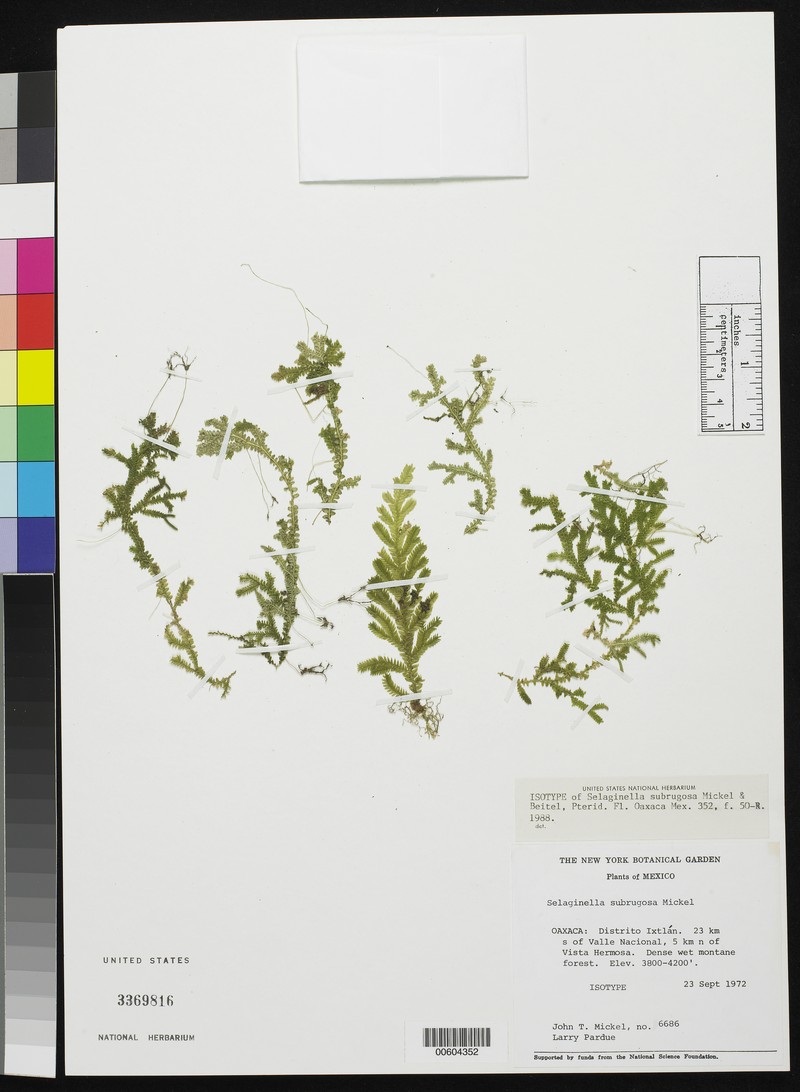 Selaginella subrugosa