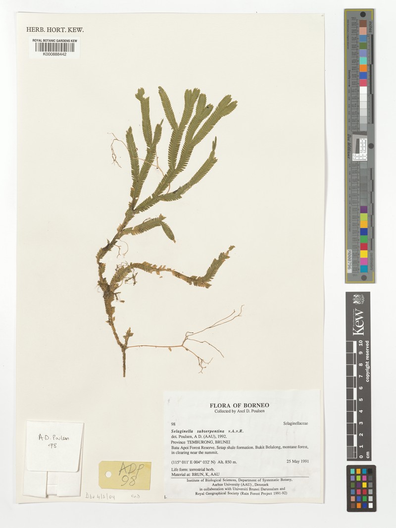 Selaginella subserpentina