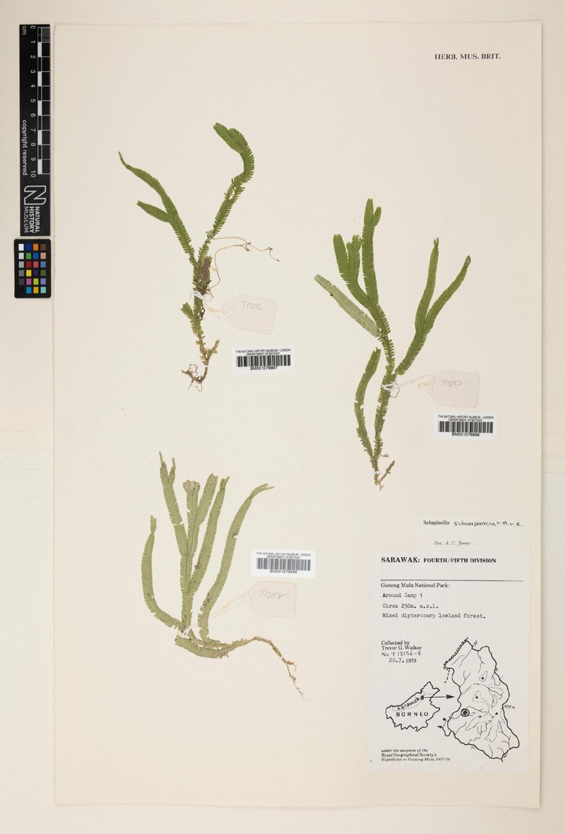 Selaginella subserpentina photo 3