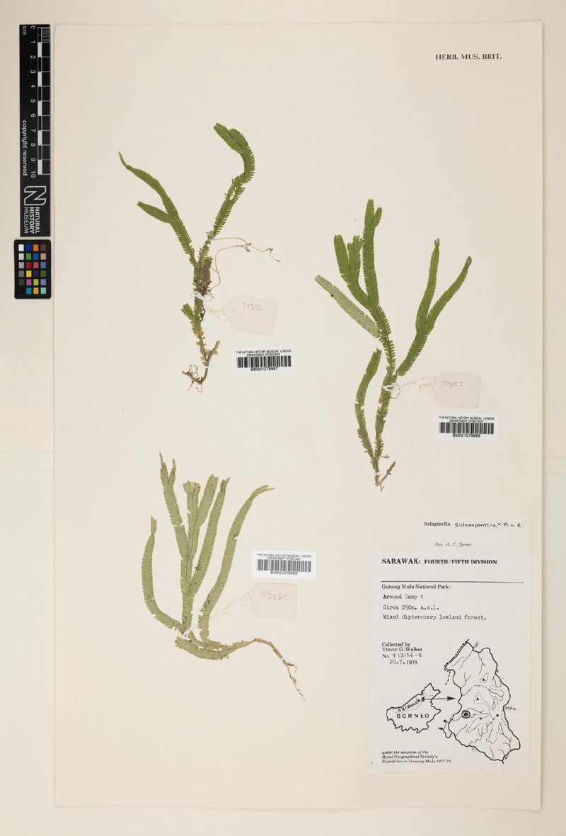Selaginella subserpentina photo 4