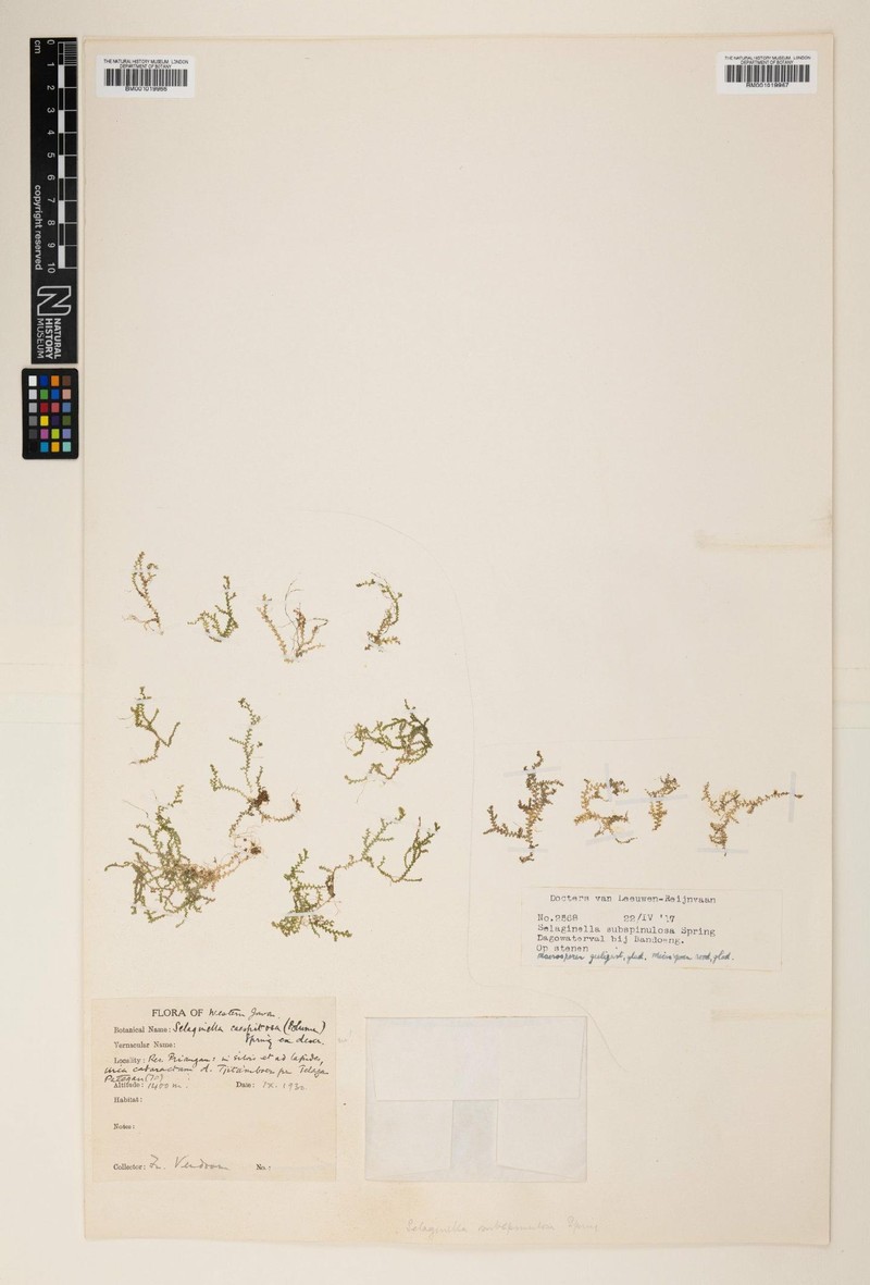Selaginella subspinulosa