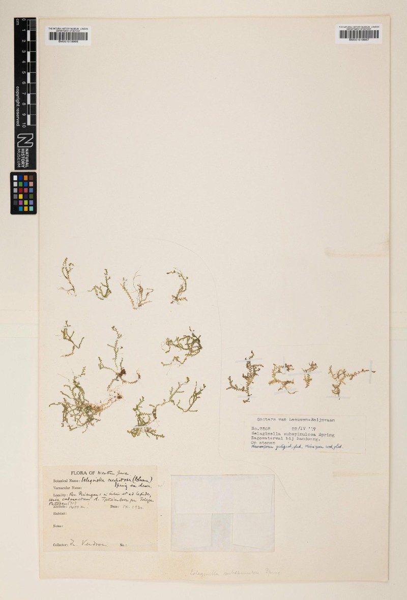 Selaginella subspinulosa photo 2