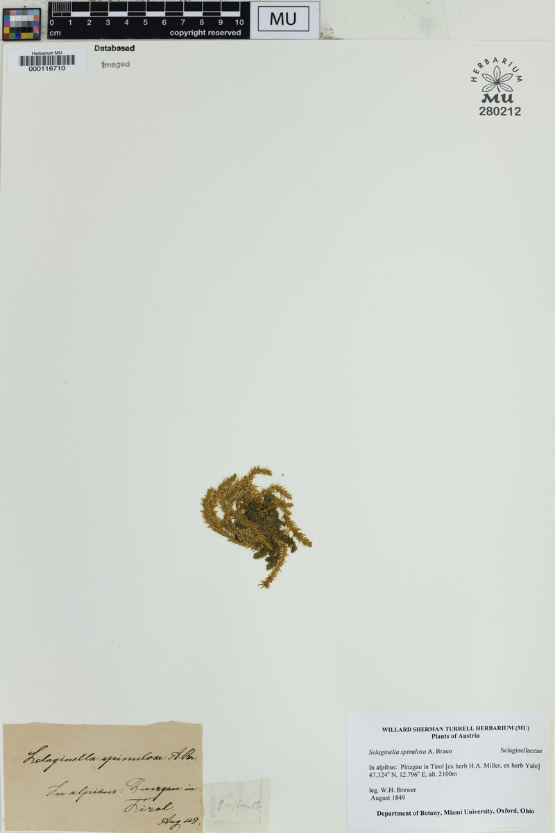 Selaginella subspinulosa photo 3