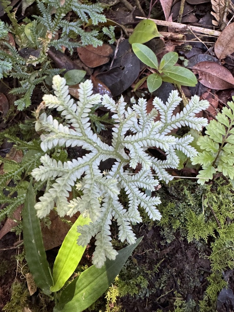 Stalked Spikemoss photo 3