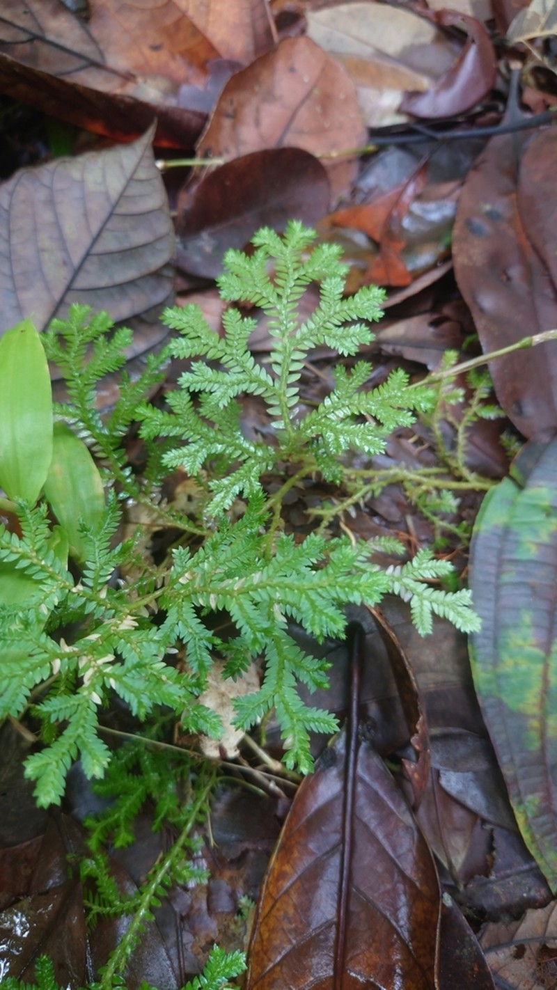 Stalked Spikemoss photo 4