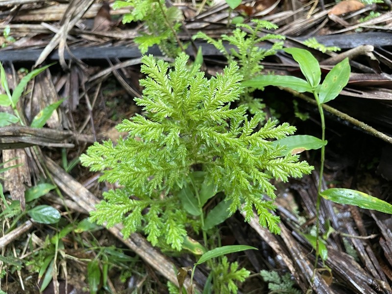 Stalked Spikemoss photo 5