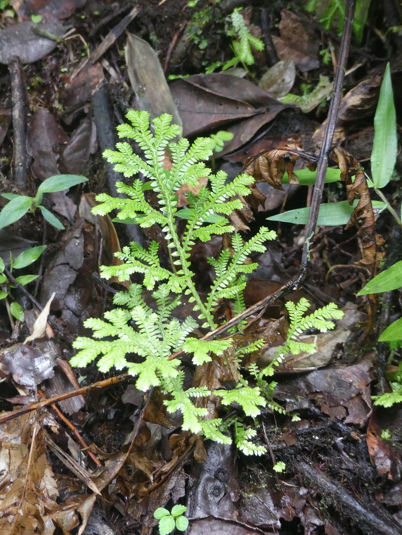 Stalked Spikemoss photo 6