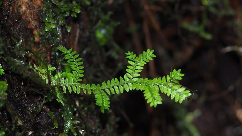 Stalked Spikemoss photo 7