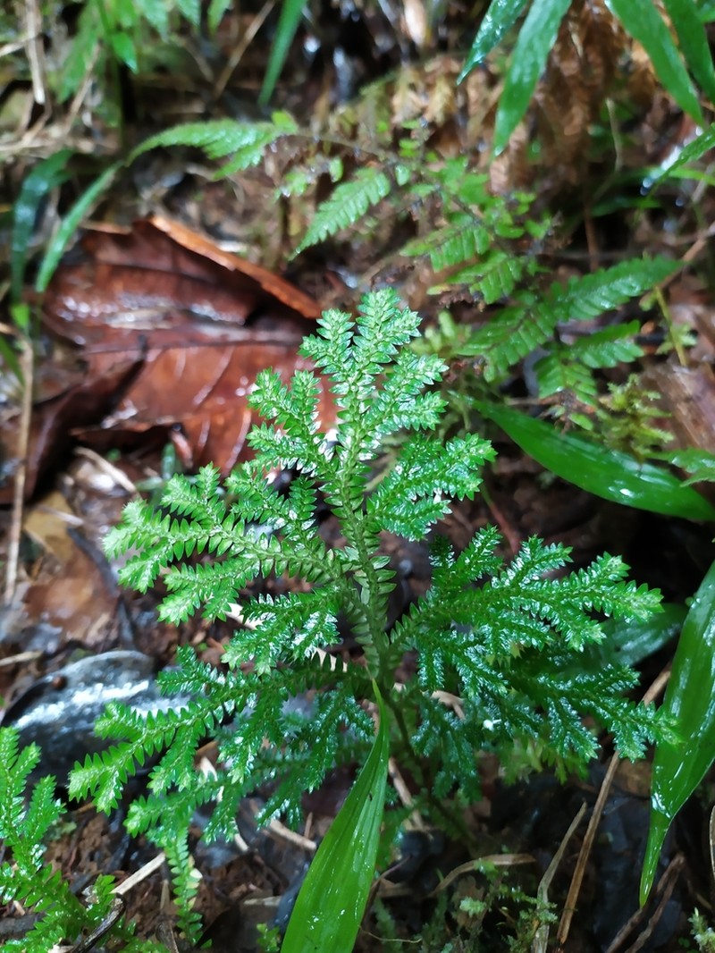 Stalked Spikemoss photo 8